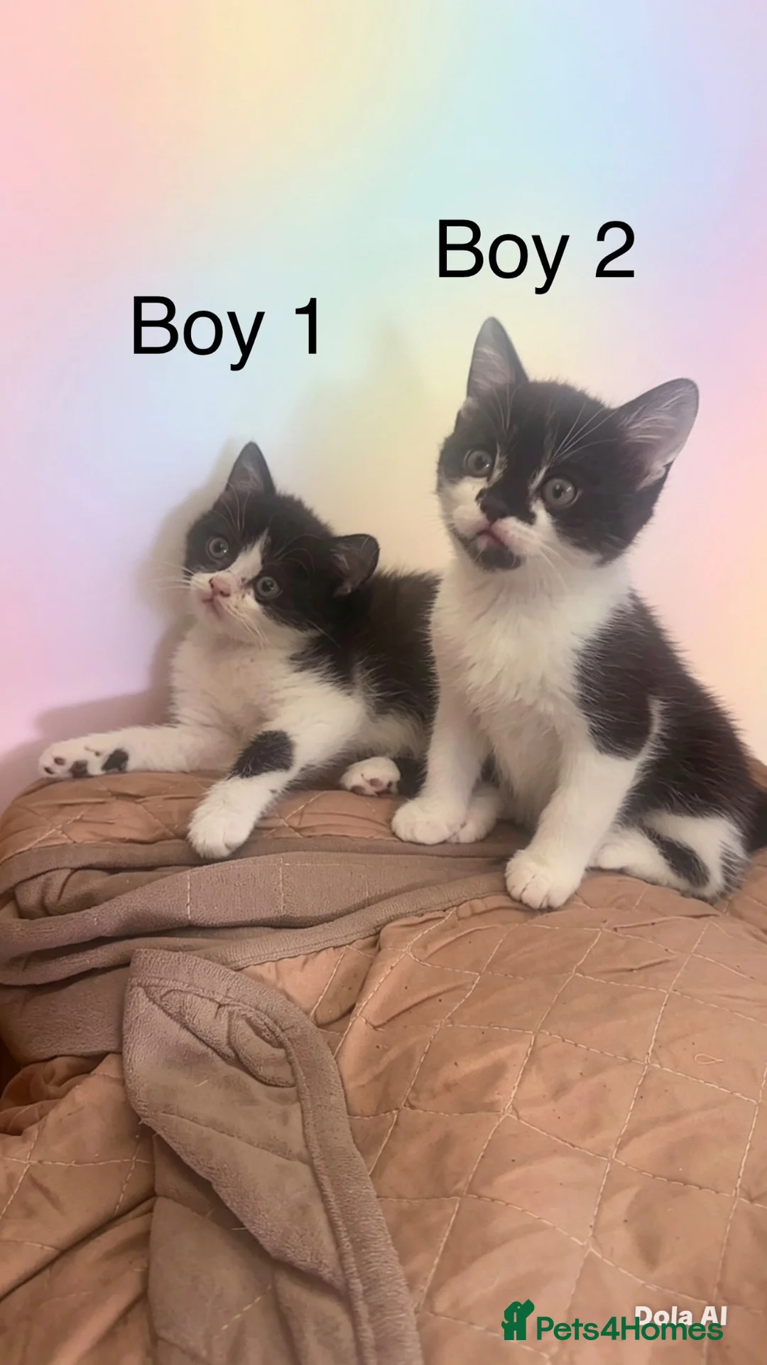 Mixed Breed cats for sale: Mix breed kittens  - Advert 1