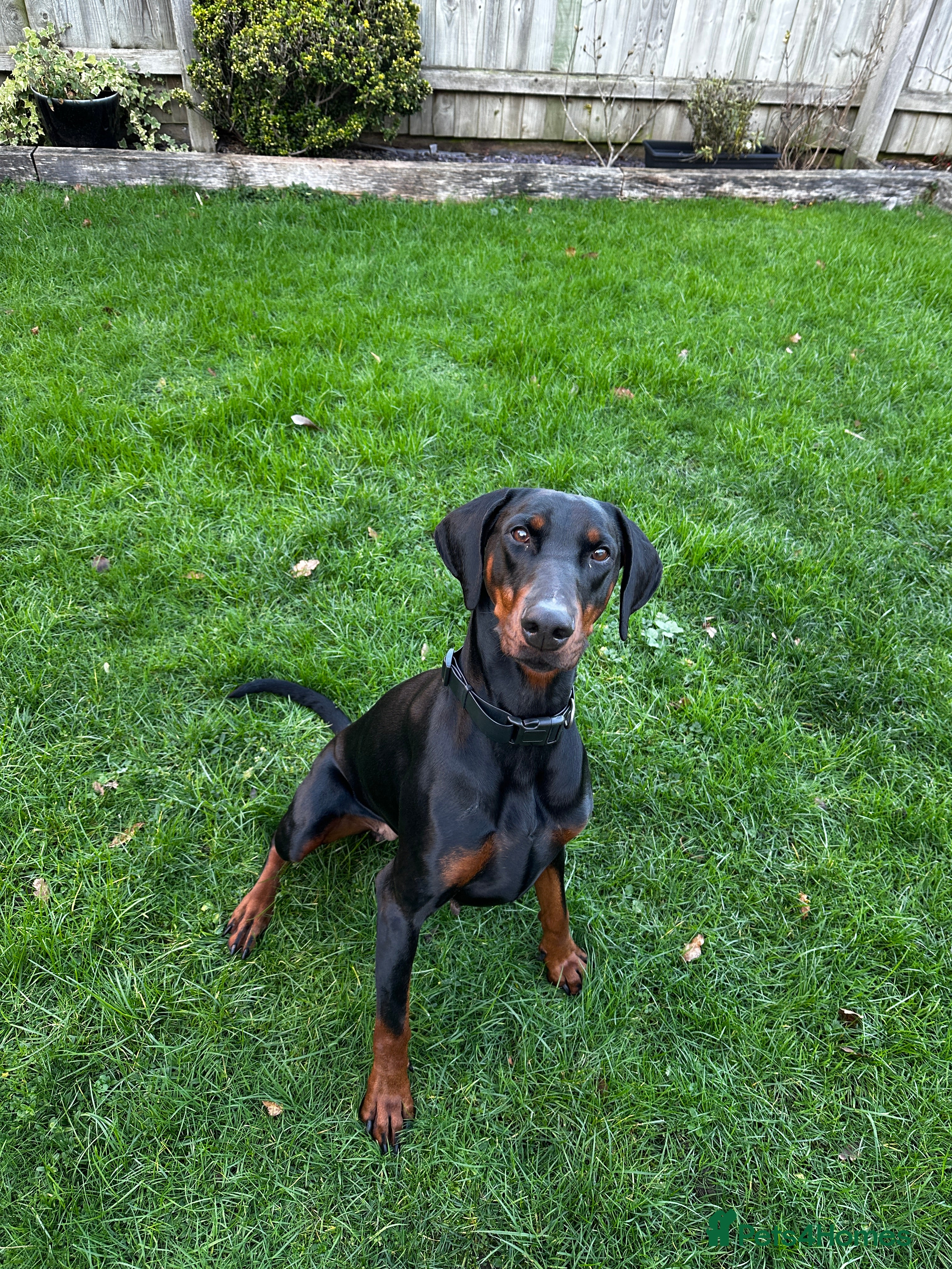 Dobermann dogs Zeena.   Doberman  - Advert 2