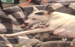 Staffordshire Bull Terrier dogs for sale: Staffordshire bull terrier puppies  - Image 2