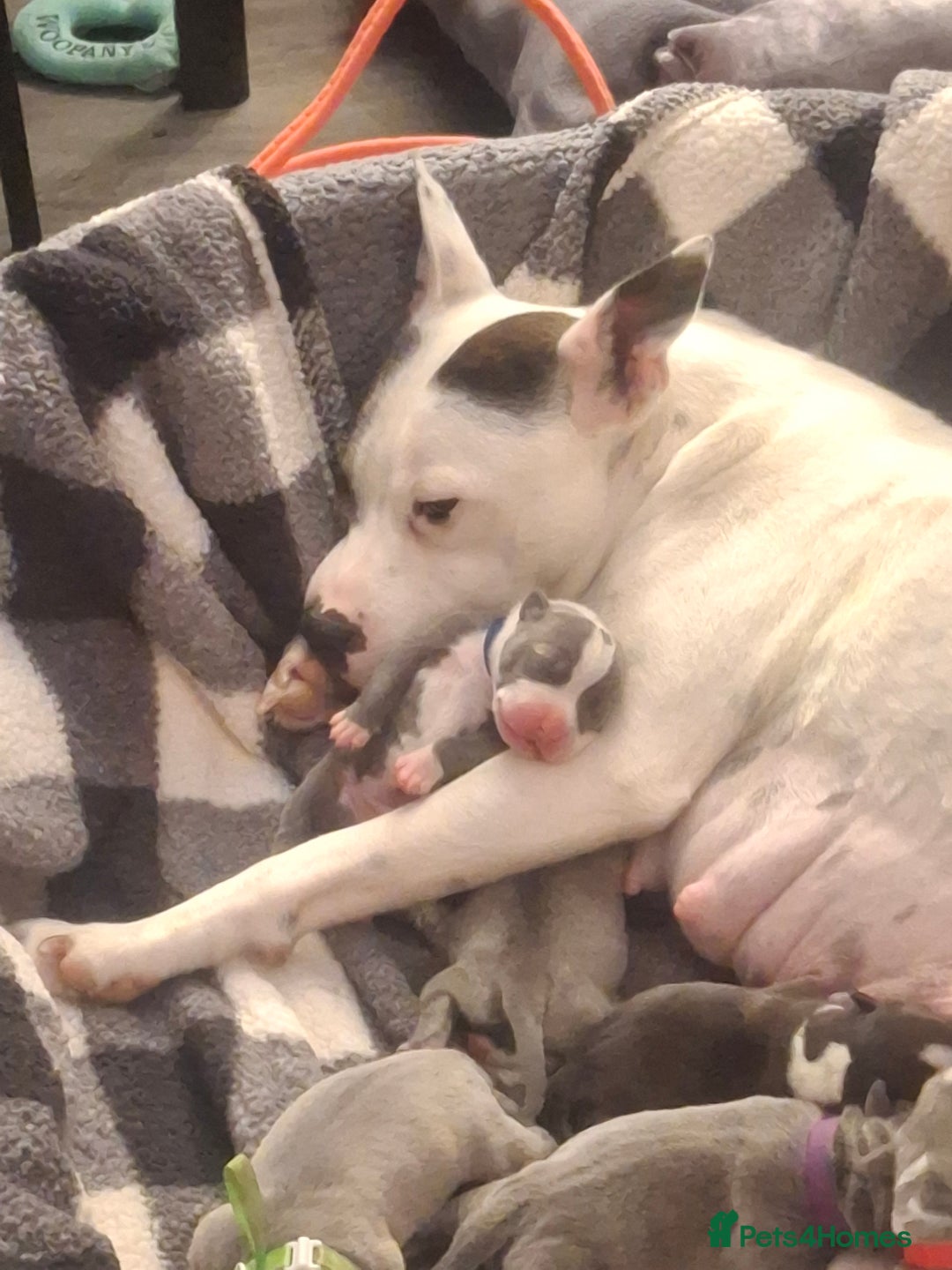 Staffordshire Bull Terrier dogs for sale: Staffordshire bull terrier puppies  - Image 2