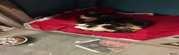 Mixed Breed cats for sale: Four beautiful kittens  in London - Advert 5