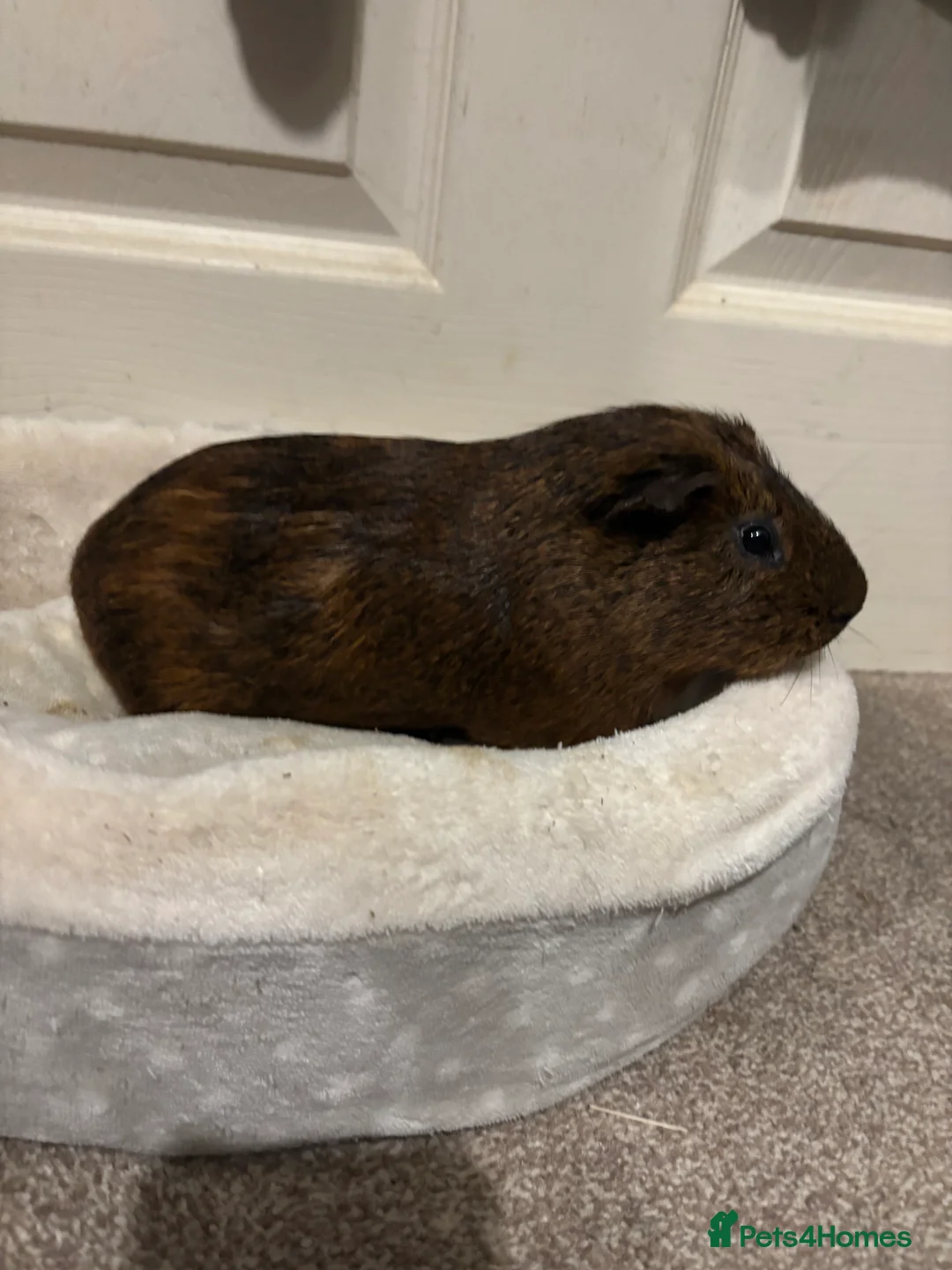 Guinea Pig rodents for sale: Male guinea pig  - Advert 2