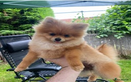 Pomeranian dogs for sale: Kc Orange Sable Pomeranian  - Image 3
