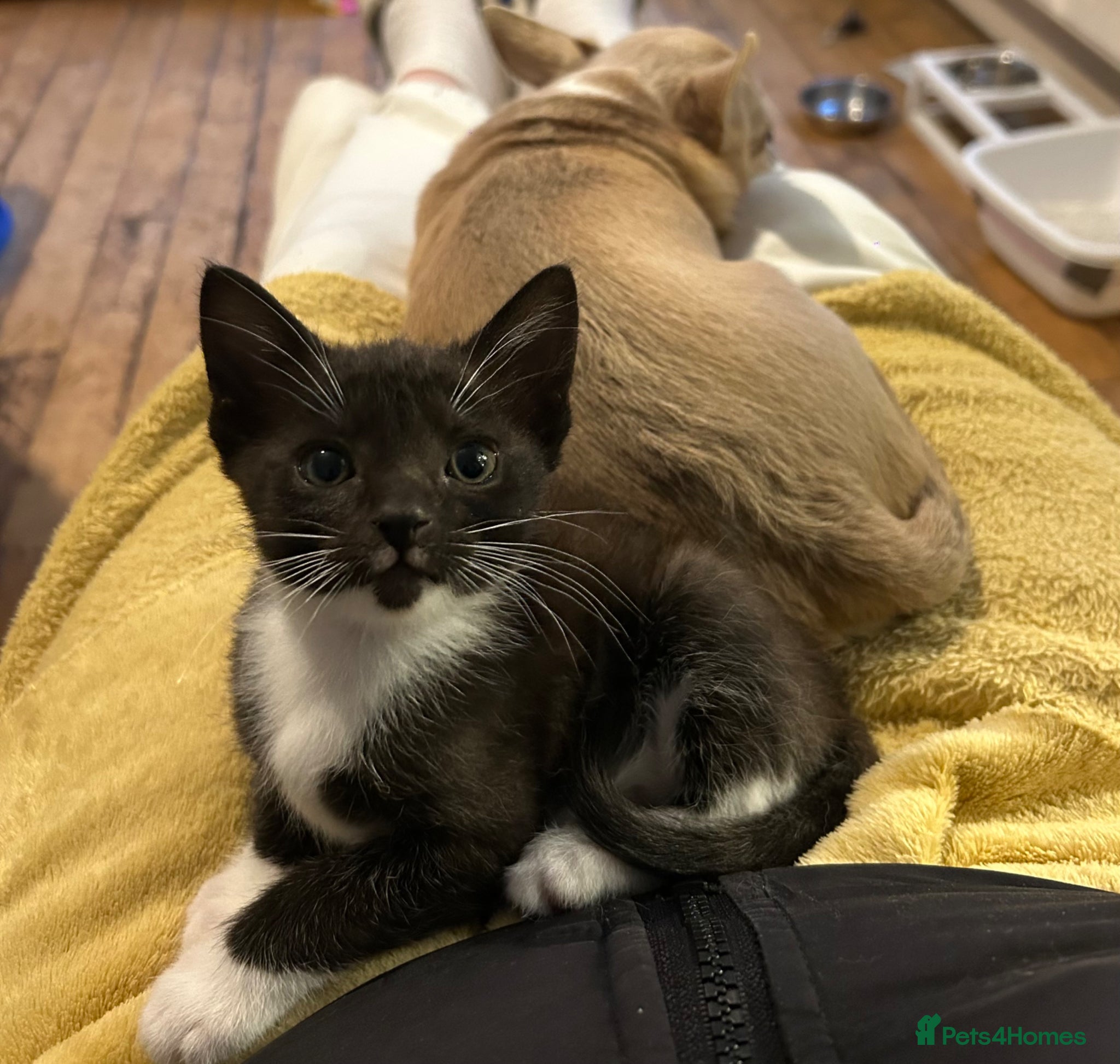 Mixed Breed cats Cute two available girl kittens end of the weeks  - Advert 2