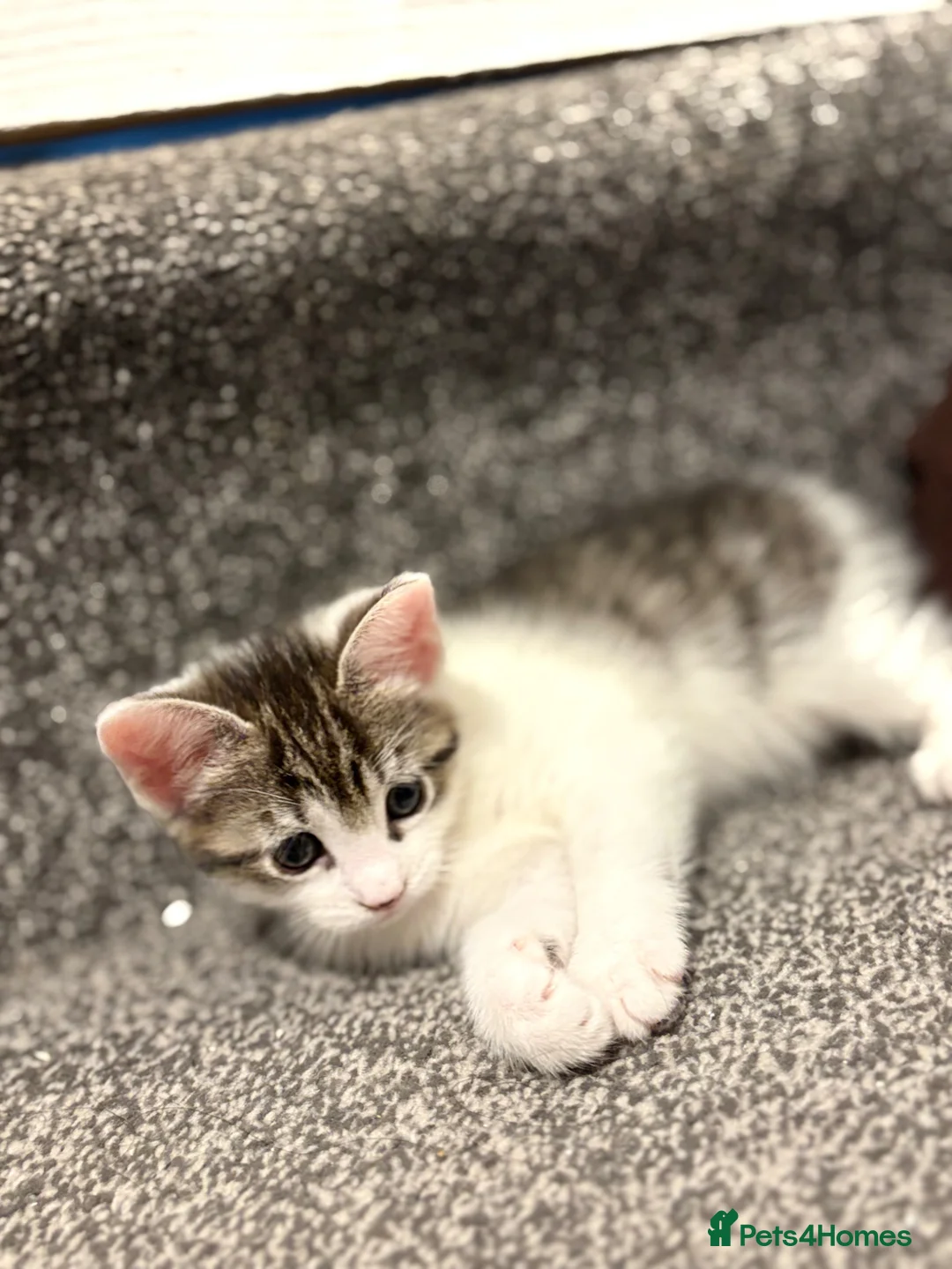 Mixed Breed cats for sale: Very cute kitten . in Manchester - Advert 6