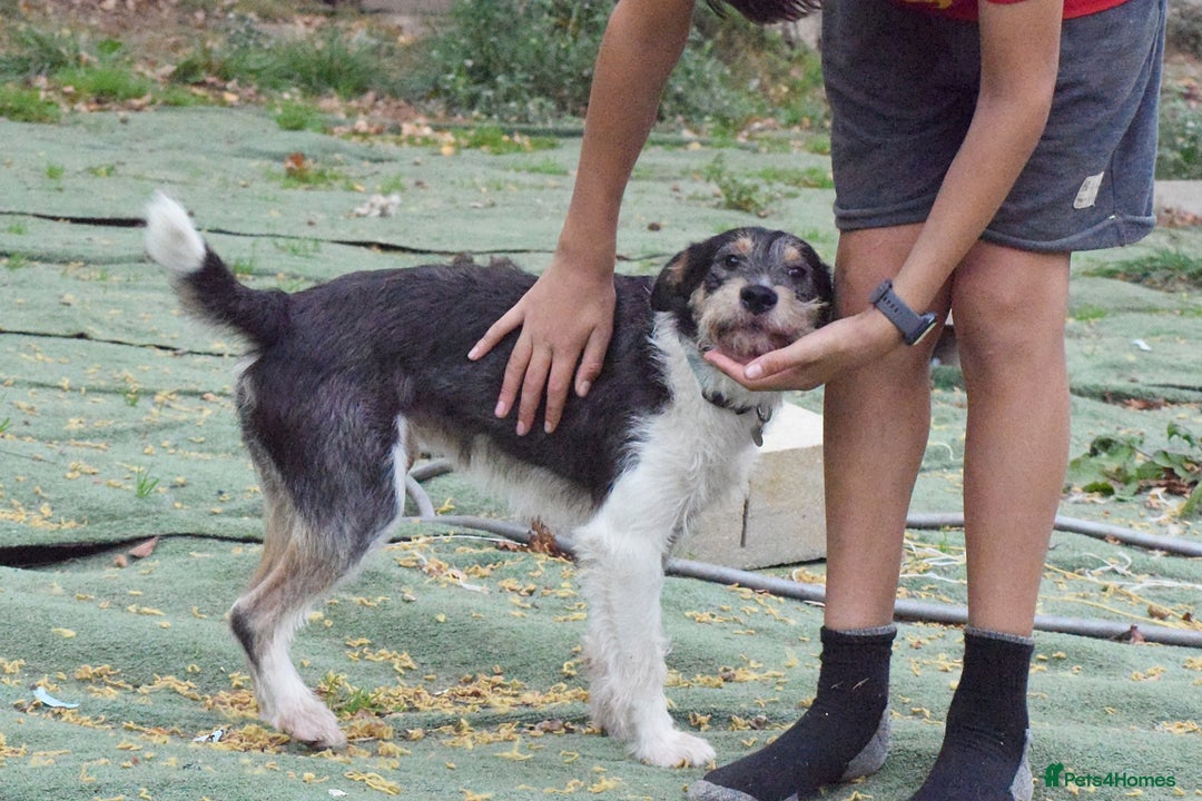 Fox Terrier dogs for adoption: Rex - fox terrier mix - Image 2