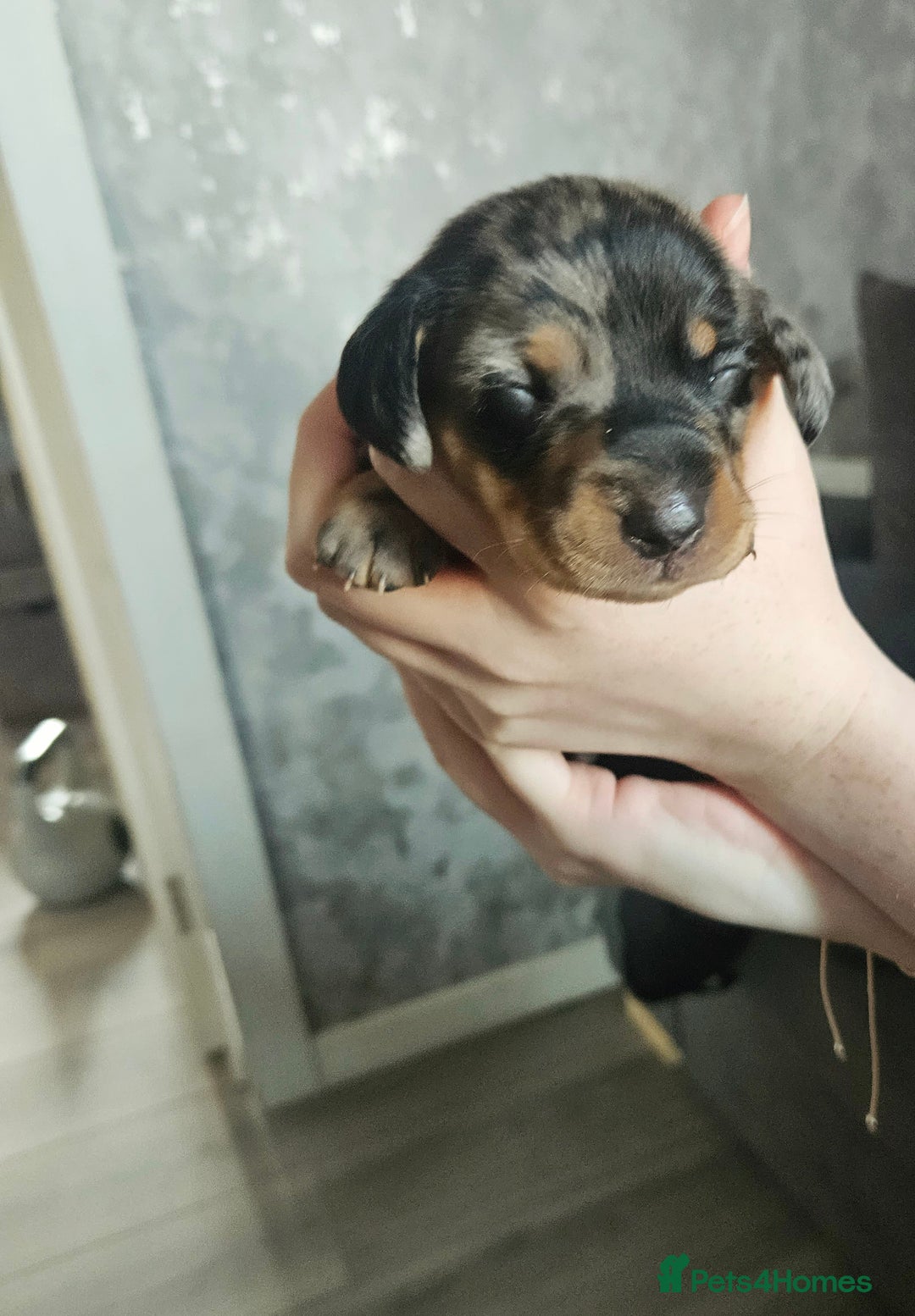 Dachshund dogs for sale: Beautiful litter of miniature daschunds  - Advert 6