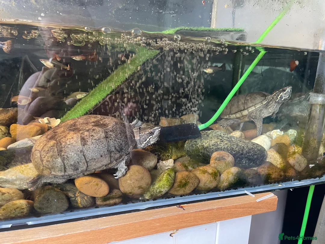 Turtle reptiles for sale: 2x Turtles with tank and setup  in Rochester - Advert 6