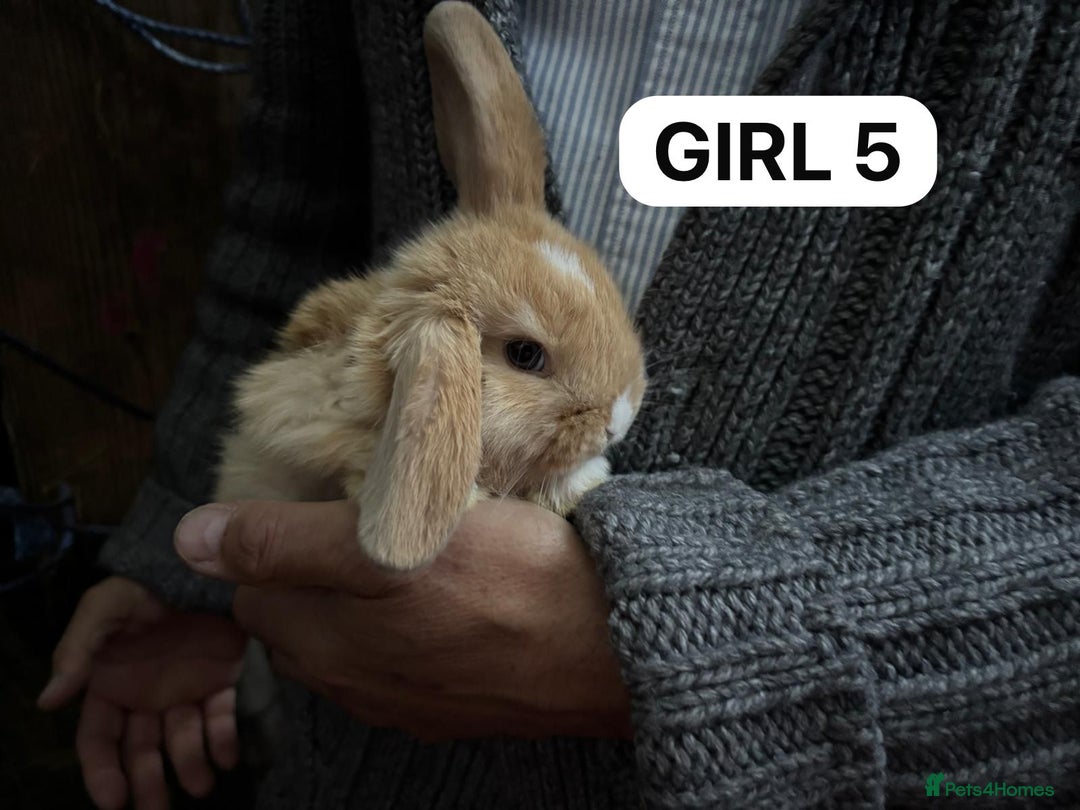 Mini Lop rabbits for sale: Friendly, Handled, Beautiful Baby Bunnies for Sale - Image 20