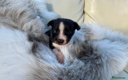 Mixed Breed dogs for sale: 🐾 Beautiful Whippet x Collie Puppies! 🐾 - Image 35