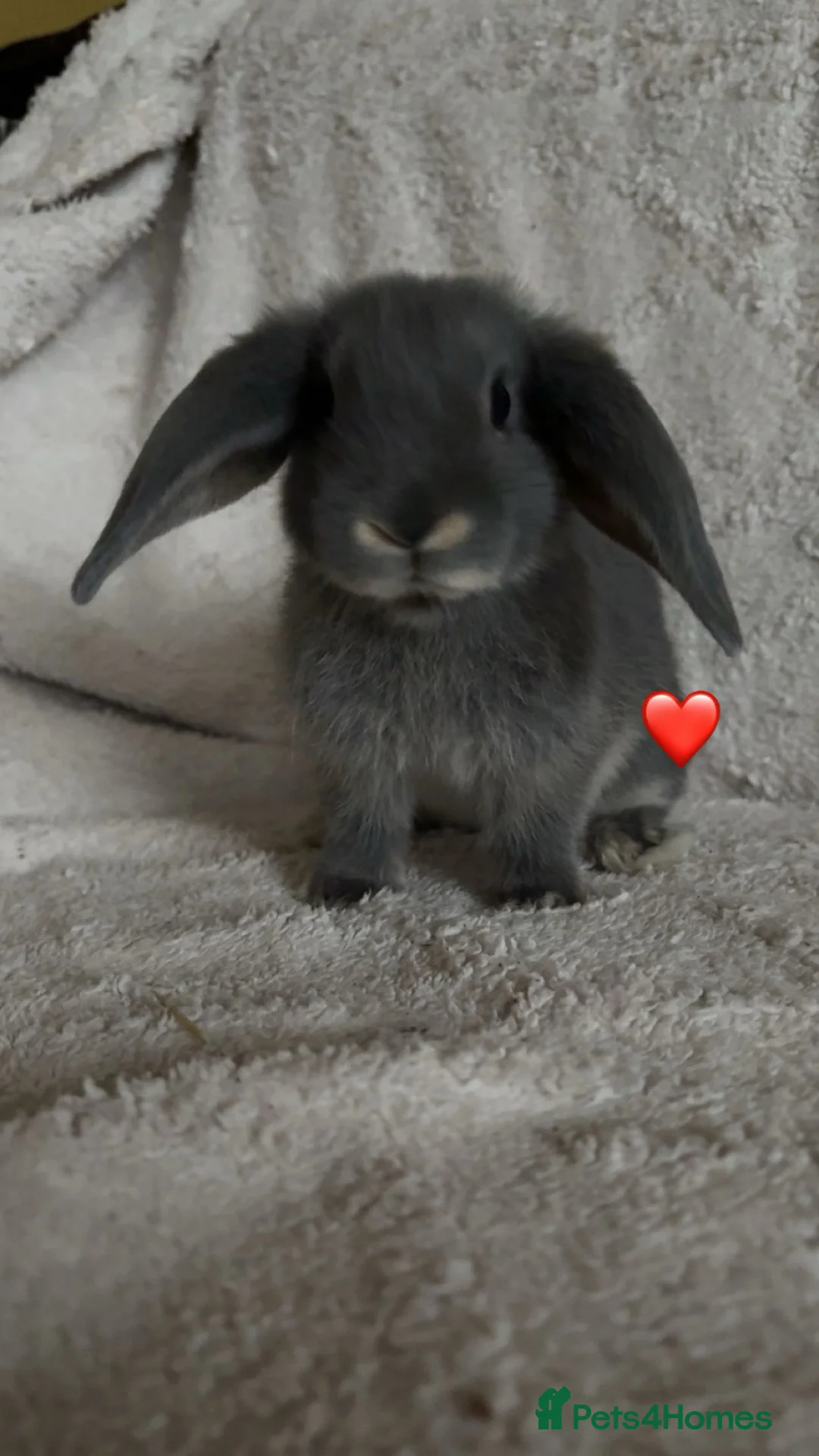 Mixed Breed rabbits for sale: baby rabbits now available - Advert 16