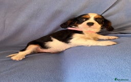 Cavalier King Charles Spaniel dogs for sale: Stunning Cavalier Puppies - Image 12