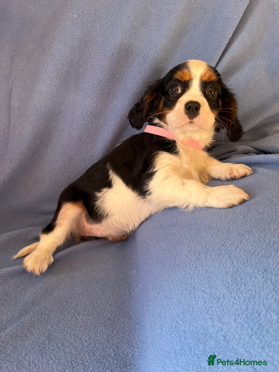 Cavalier King Charles Spaniel dogs for sale: Stunning Cavalier Puppies - Image 12
