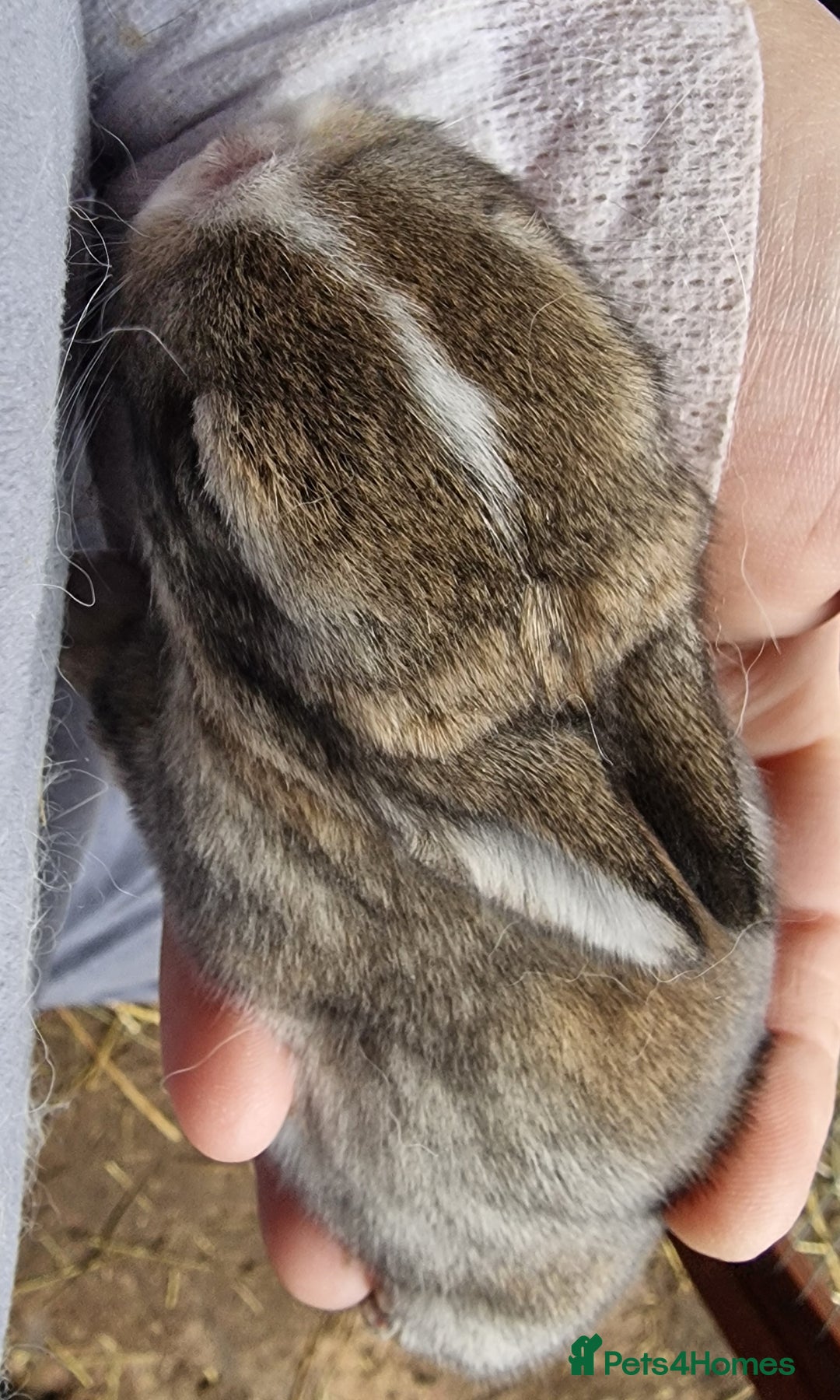 Mini Lop rabbits for sale: Mini lops  - Advert 9