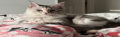 Maine Coon 1