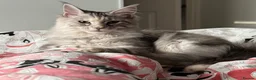 Maine Coon cats for sale: Beautiful 9 month Mainecoon Female  - Advert 3