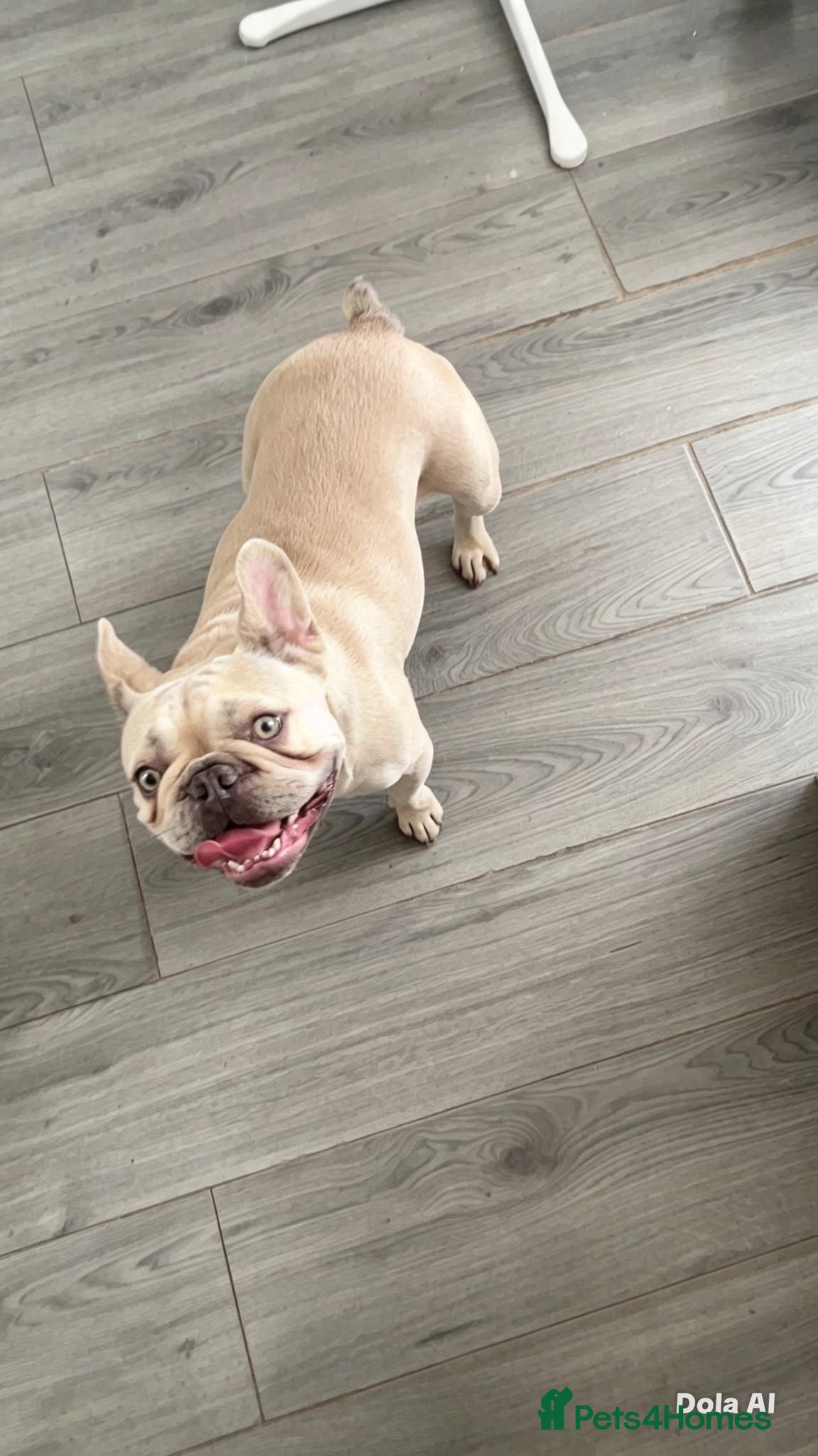 French Bulldog dogs Sia the platinum French bulldog - Advert 3