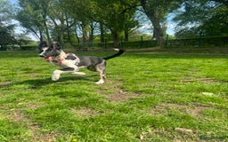 Mixed Breed dogs for sale: Shollie puppies  - Image 6