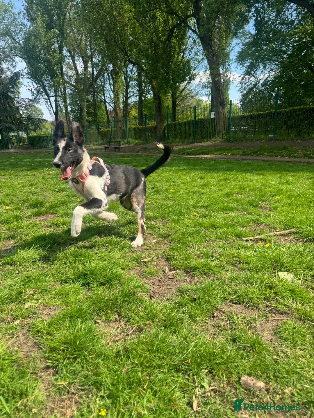 Mixed Breed dogs for sale: Shollie puppies  - Image 6