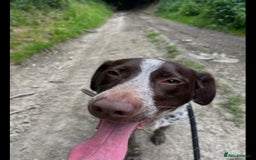 Mixed Breed dogs for sale: German pointer cross collie - Image 4