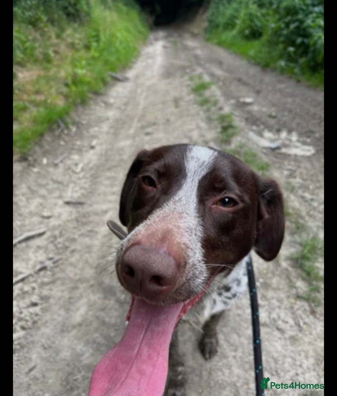 Mixed Breed dogs for sale: German pointer cross collie - Image 4