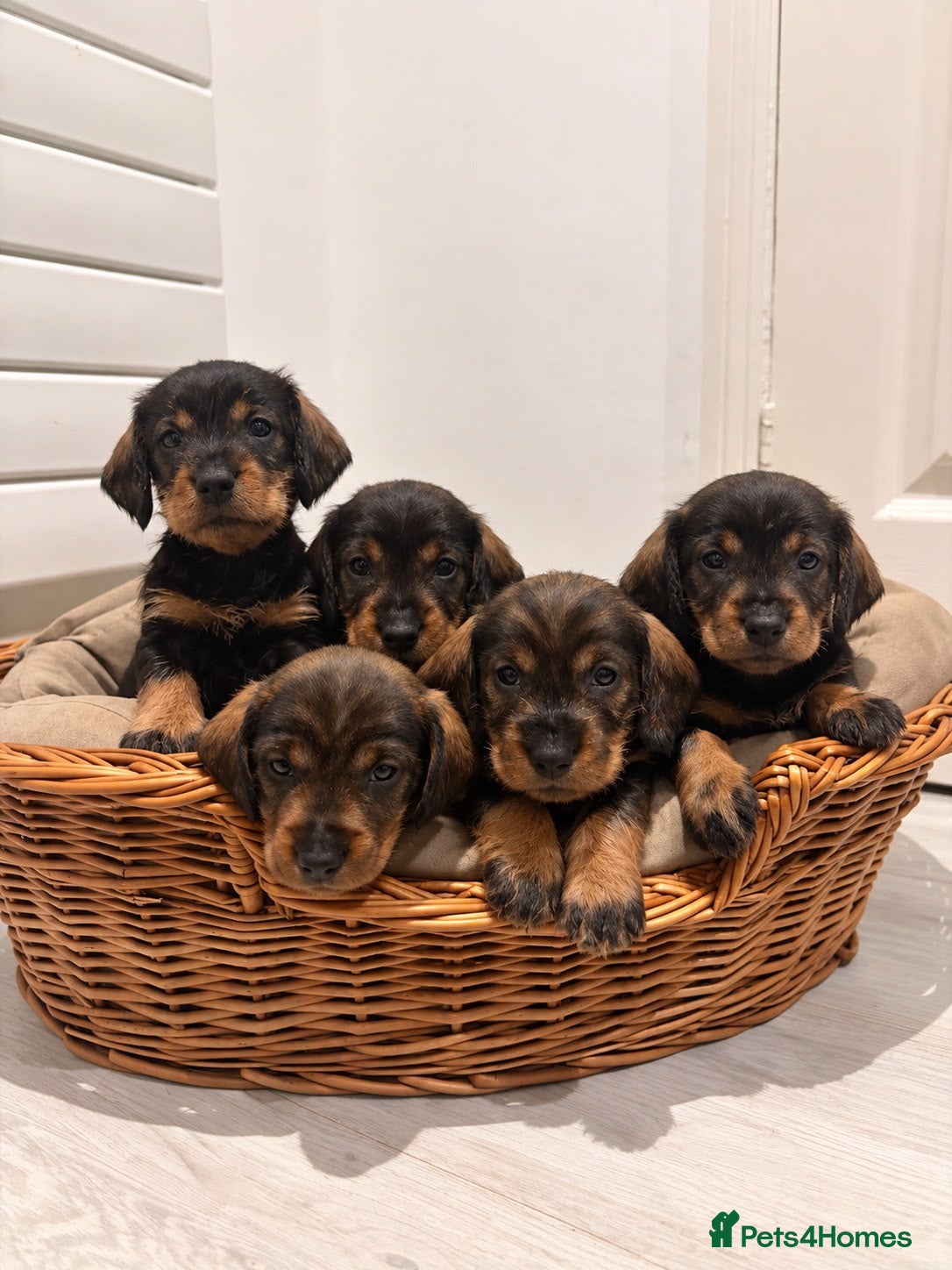 Dachshund dogs Standard quality Wire haired dachs - Advert 1