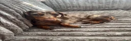 Miniature Dachshund dogs for stud: Dapple dachshund for stud  - Advert 3