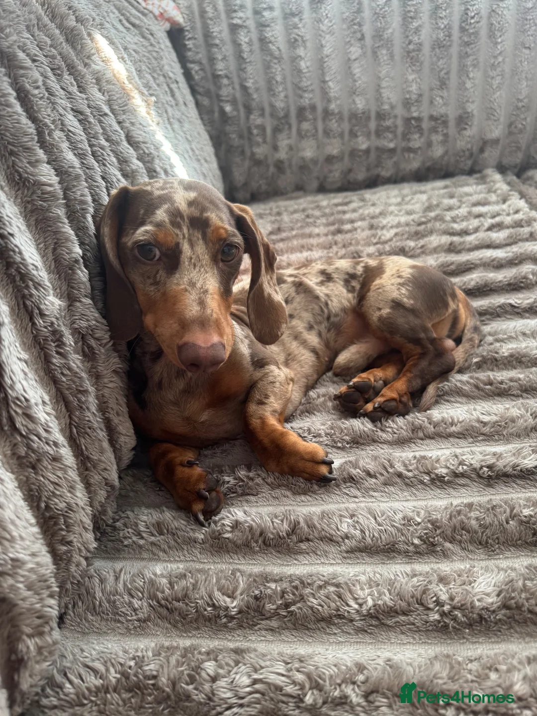 Miniature Dachshund dogs for stud: Dapple dachshund for stud  - Advert 3