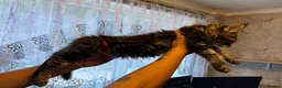 Maine Coon cats for sale: Maine Coon Registered TICA - Advert 18