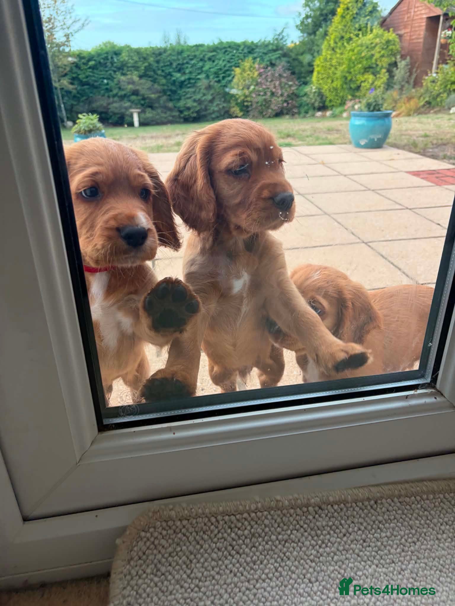 Cocker Spaniel dogs Red Working Cocker Spaniels - Advert 2