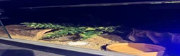 Leopard Gecko reptiles for sale: Leopard Gecko Female & Full vivarium set up - Advert 13