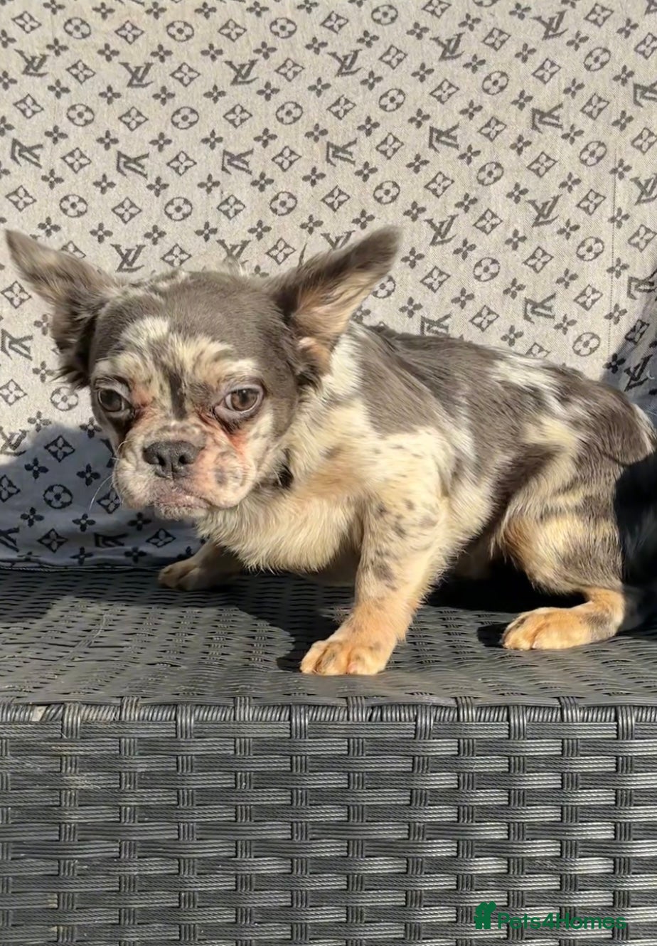 French Bulldog dogs ✨ Enchanted Frenchie Puppies Ready Now! ✨ - Advert 11