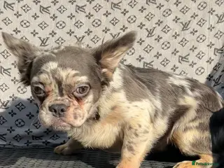 French Bulldog dogs ✨ Enchanted Frenchie Puppies Ready Now! ✨ - Advert 11