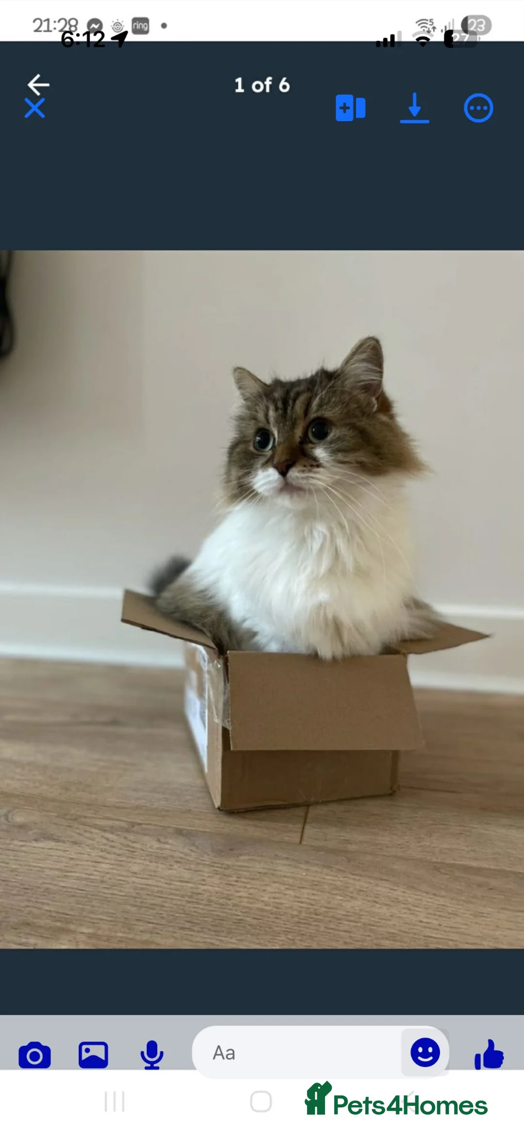Ragdoll cats for sale: ragdoll X british longhair in Belfast - Advert 6