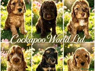 Cockapoo dogs DNA CLEAR, stunning Cockapoos Ready 18th September - Advert 13