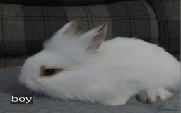 Lionhead rabbits for sale: Lionshead x - Image 5