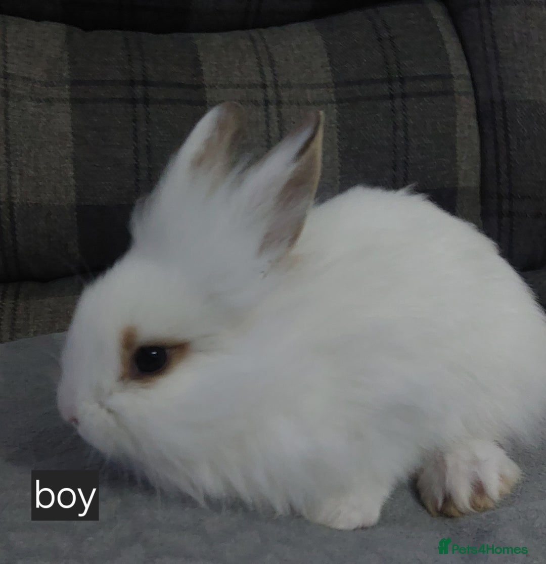 Lionhead rabbits for sale: Lionshead x - Image 5