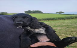 Cocker Spaniel dogs for sale: Stunning Black working Cocker Spaniel Puppies - Image 22