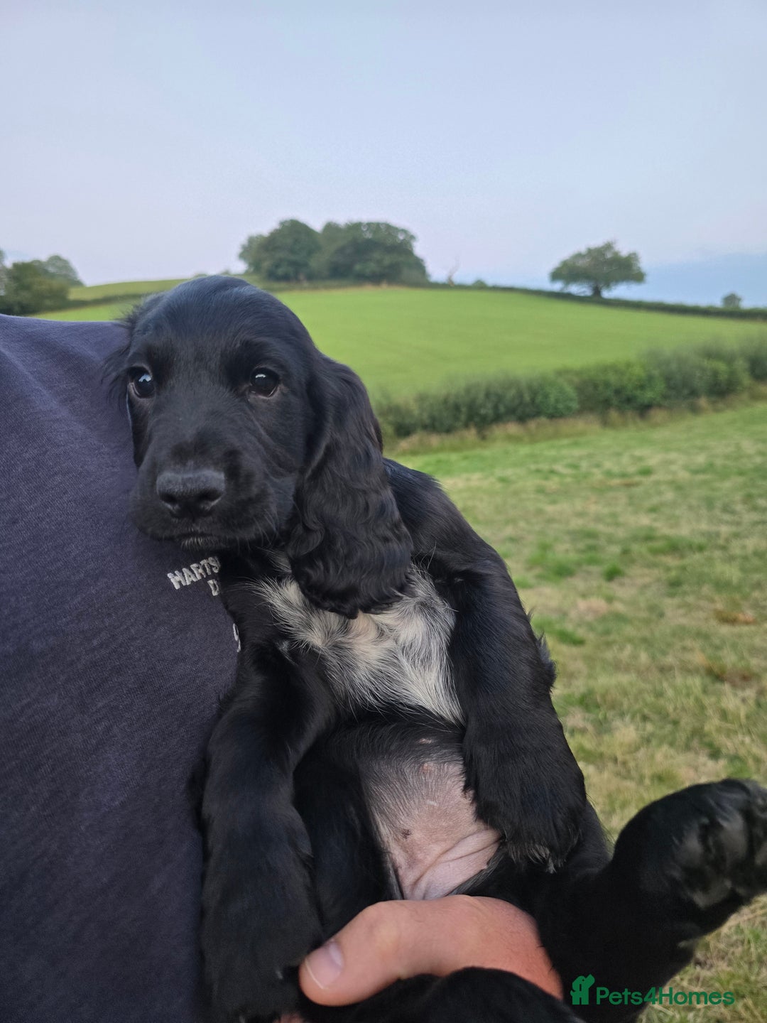 Cocker Spaniel dogs for sale: Stunning Black working Cocker Spaniel Puppies - Image 22