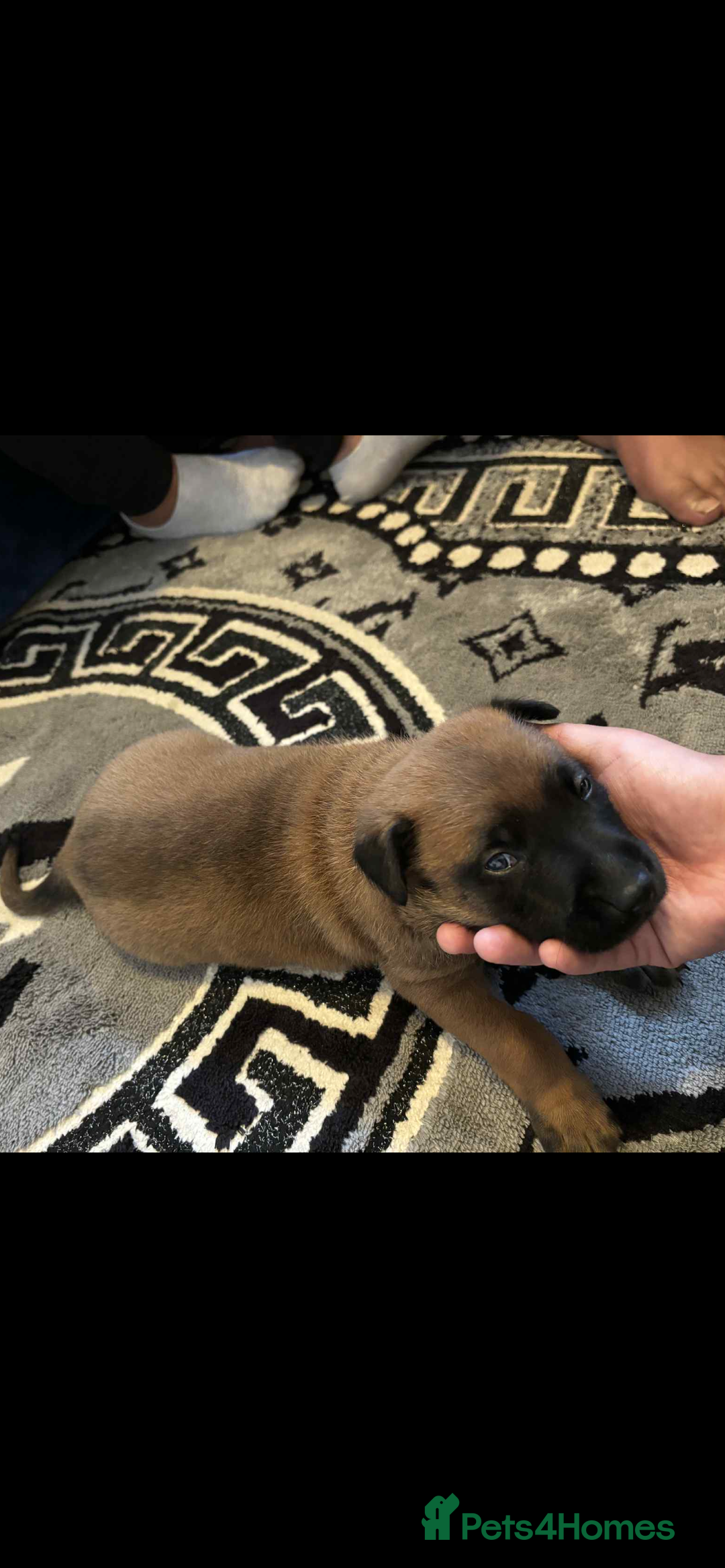 Belgian Shepherd Dog dogs for sale: Belgian shepereds puppies  - Image 10