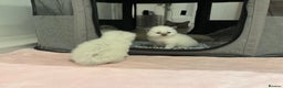 Ragdoll cats for sale: Exceptional Pure Blue Point Ragdoll kitten  - Advert 12