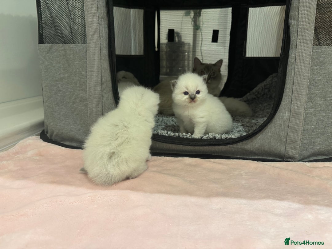 Ragdoll cats for sale: Exceptional Pure Blue Point Ragdoll kitten  - Advert 12