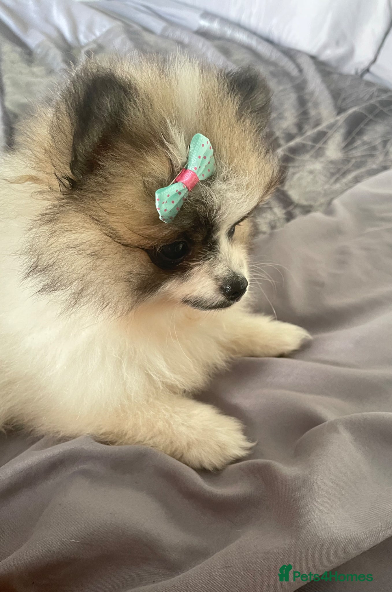 Pomeranian dogs 1 Girl left KC reg Beautiful Pomeranian girl - Advert 18