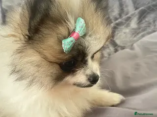 Pomeranian dogs 1 Girl left KC reg Beautiful Pomeranian girl - Advert 18