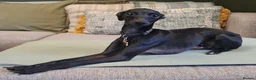 Italian Greyhound dogs for sale: 4 italian greyhound puppies  - Advert 3