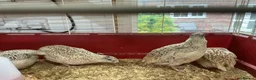 Mixed Breed birds for sale: Jumbo quail  in Birmingham - Advert 2