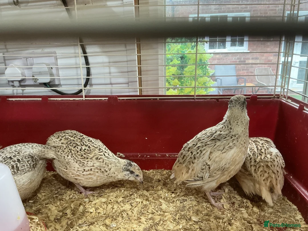 Mixed Breed birds for sale: Jumbo quail  in Birmingham - Advert 2