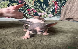 Sphynx cats for sale:  6 Beautiful Sphynx Kittens Ready Soon – 5★ - Image 35