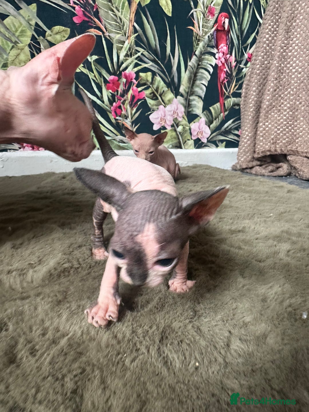 Sphynx cats for sale:  6 Beautiful Sphynx Kittens Ready Soon – 5★ - Image 35