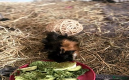 Guinea Pig rodents for sale: 2 Male Guinea Pigs - Image 4